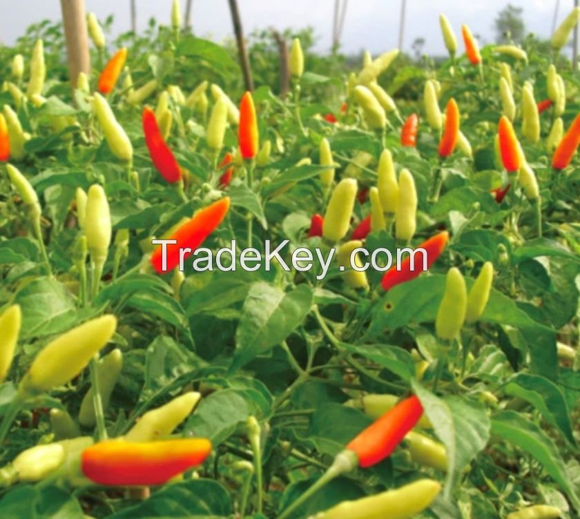 white cayenne pepper spicy
