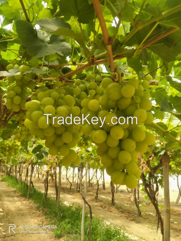 fresh grapes