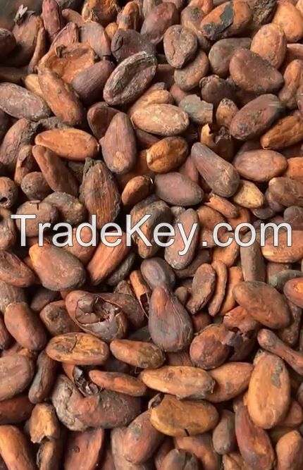 cocoa bean