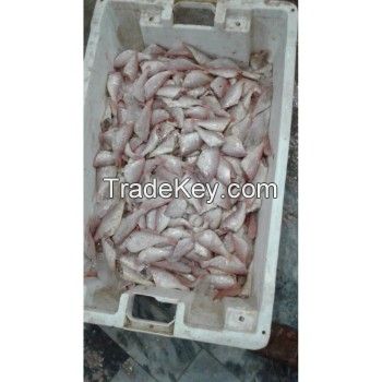 Premium Quality HGT Frozen Red Sea Bream Fish Available 