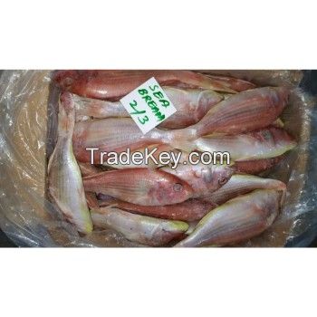 Premium Quality HGT Frozen Red Sea Bream Fish Available 