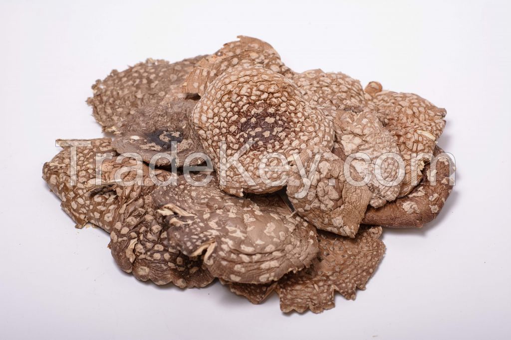 Amanita Regalis