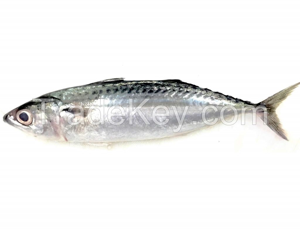 Frozen  Indian Mackerel fish