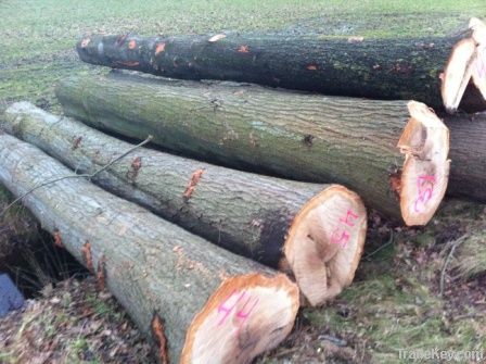 Red Oak Logs