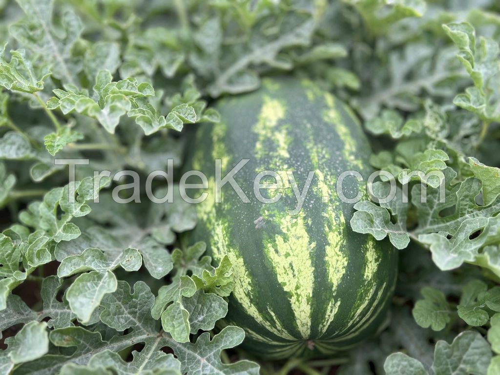 Watermelon