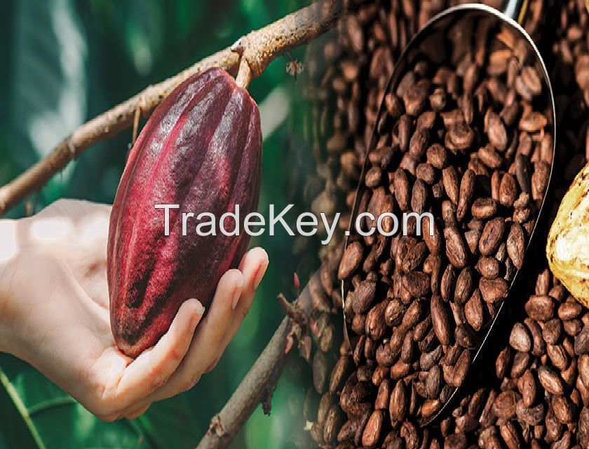 Cocoa Mass (Cocoa Liquor / Cacao Mass)