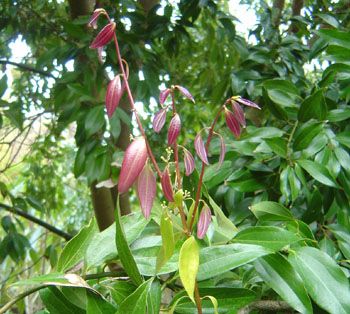 Cinnamon Leaf Oil