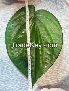 Product Name: Fresh Betel Leaves â�� Premium Southern Thai Variety