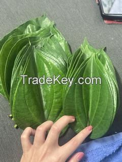 Product Name: Fresh Betel Leaves â�� Premium Southern Thai Variety