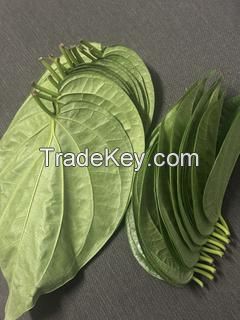 Product Name: Fresh Betel Leaves â�� Premium Southern Thai Variety