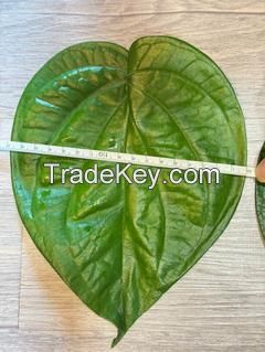 Product Name: Fresh Betel Leaves â�� Premium Southern Thai Variety