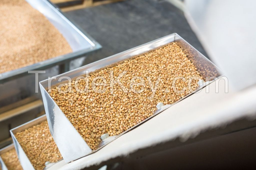Buckwheat groats