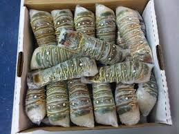 Premium Live and Frozen Lobster
