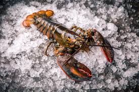 Premium Live and Frozen Lobster