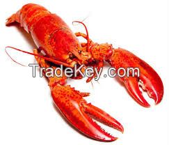 Premium Live and Frozen Lobster