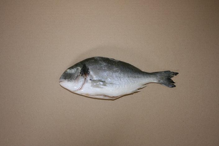 Sea Bream