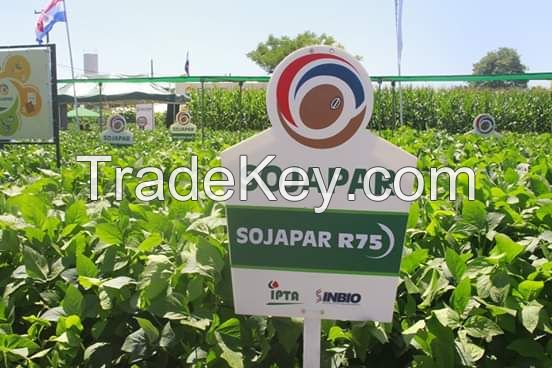Soybean GMO