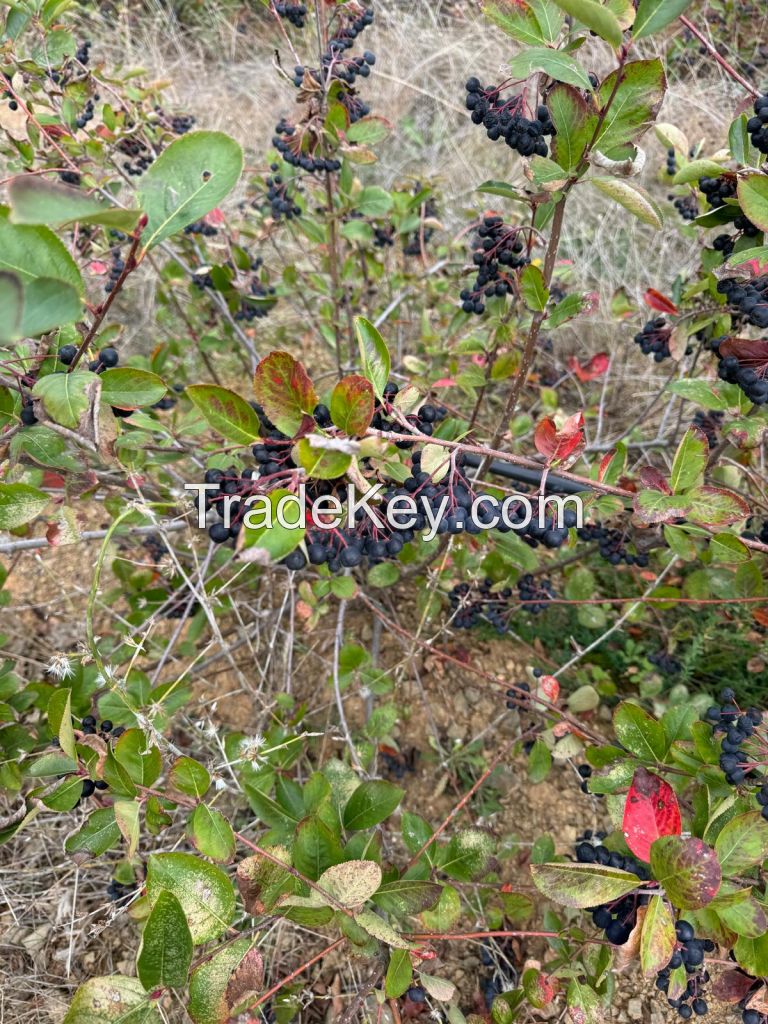 Aronia 