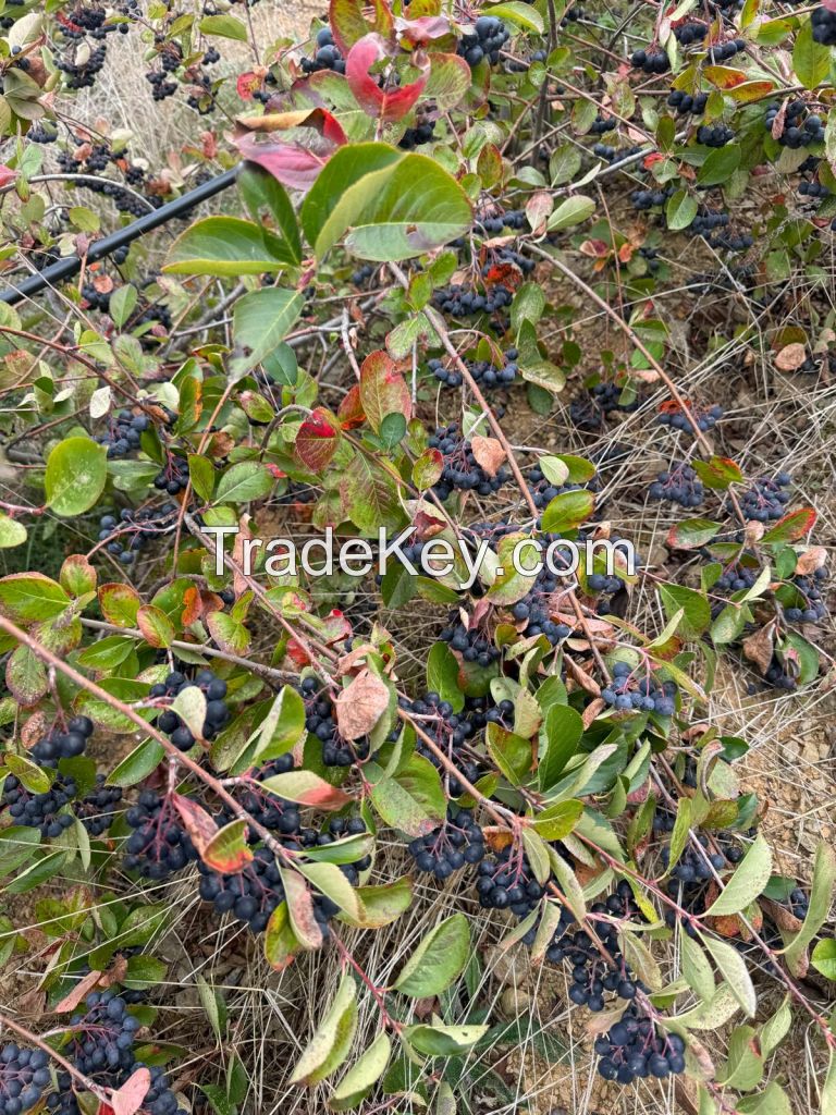 Aronia 