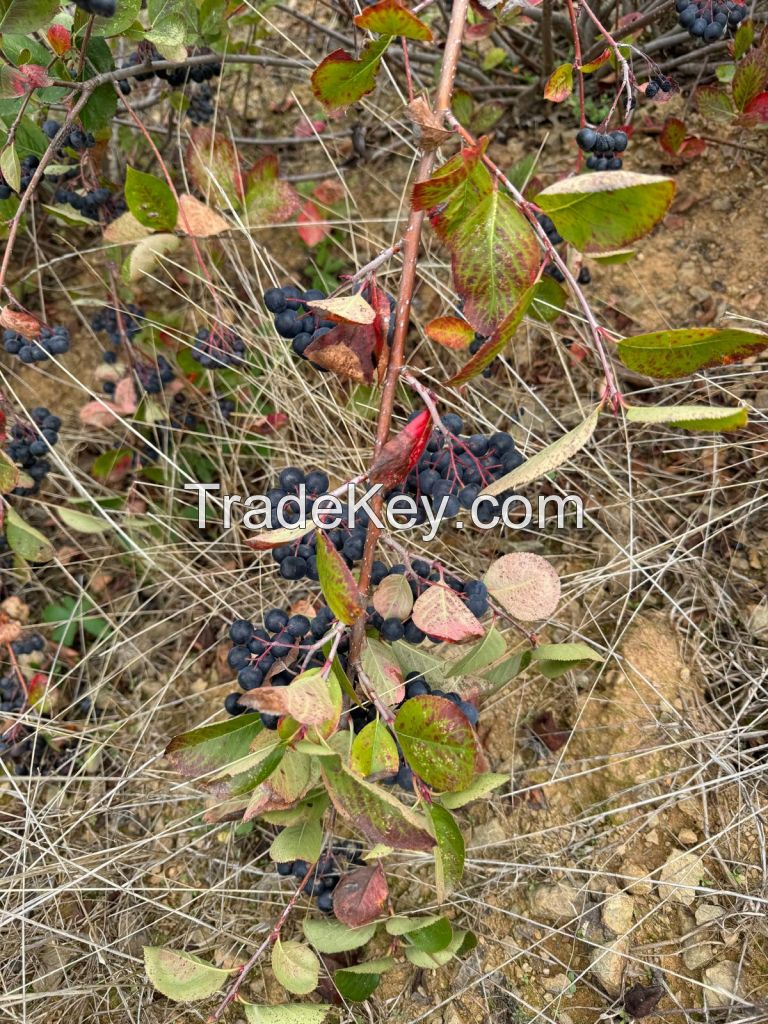 Aronia 