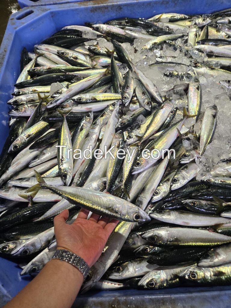 Frozen pacific mackerel