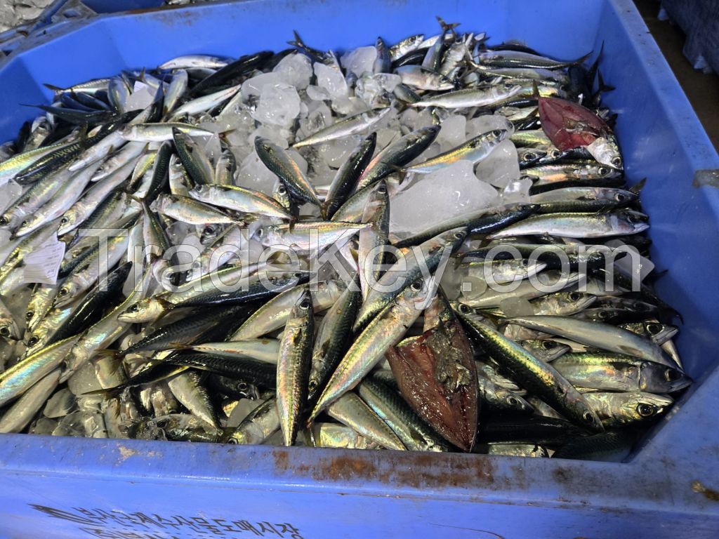 Frozen pacific mackerel