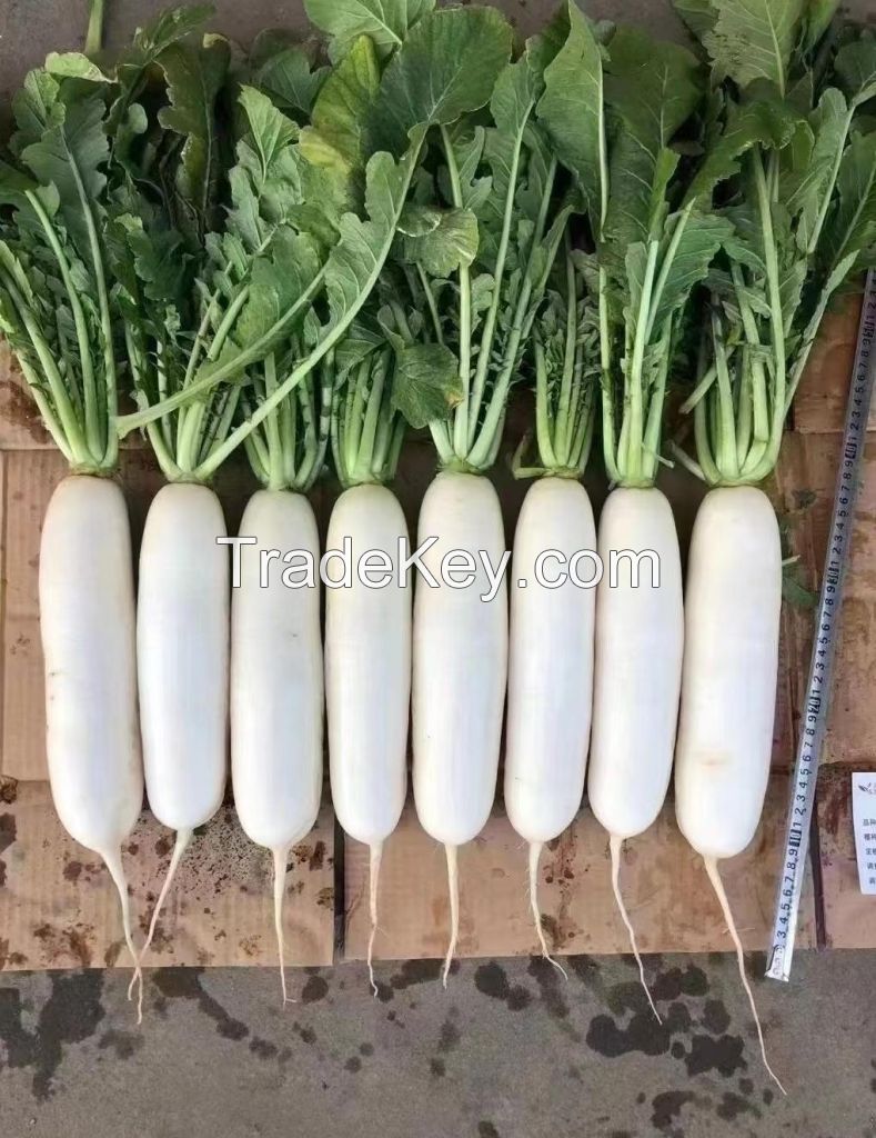 White Radish