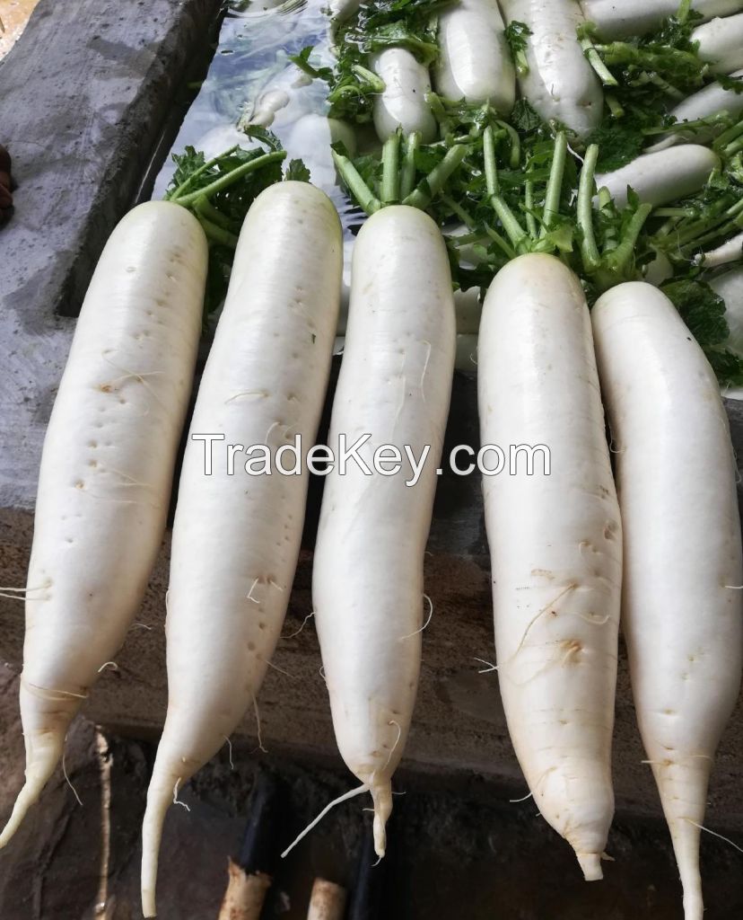 White Radish