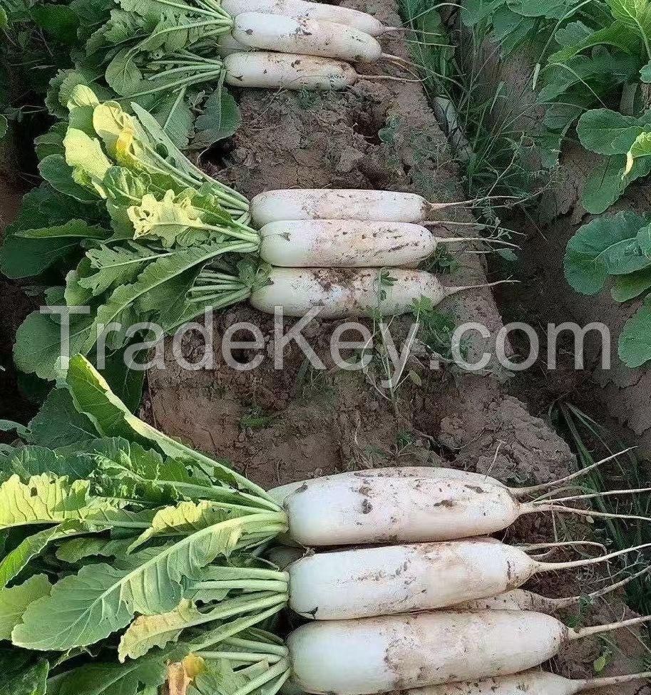 White Radish