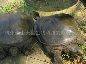 Soft-Shelled Turtles