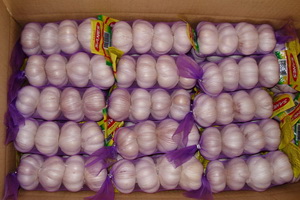 garlic