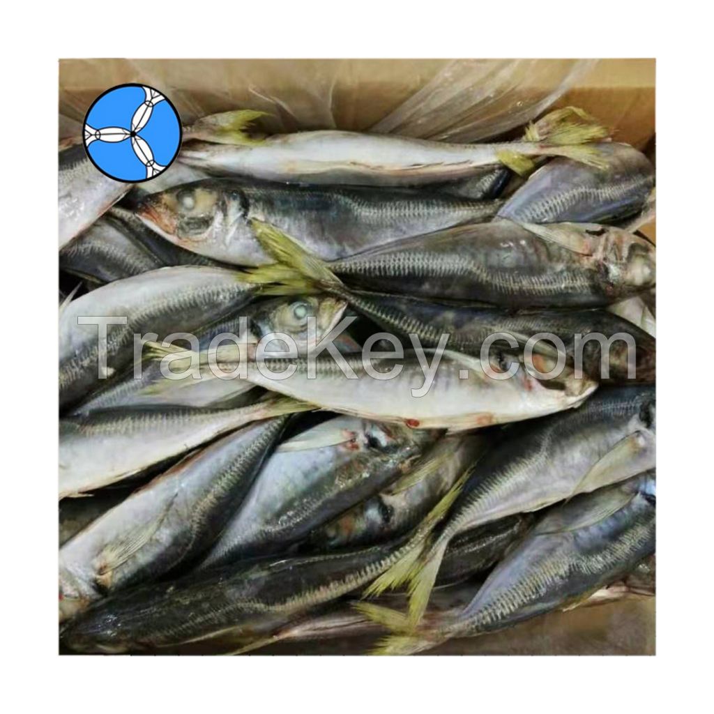 SANFENG SEAFOOD Frozen Horse Mackerel Frozen Fish for Thai Round scad export 