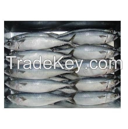 best service seafood fish 300-500g pacific fresh ship frozen mackerel horse fish in stock