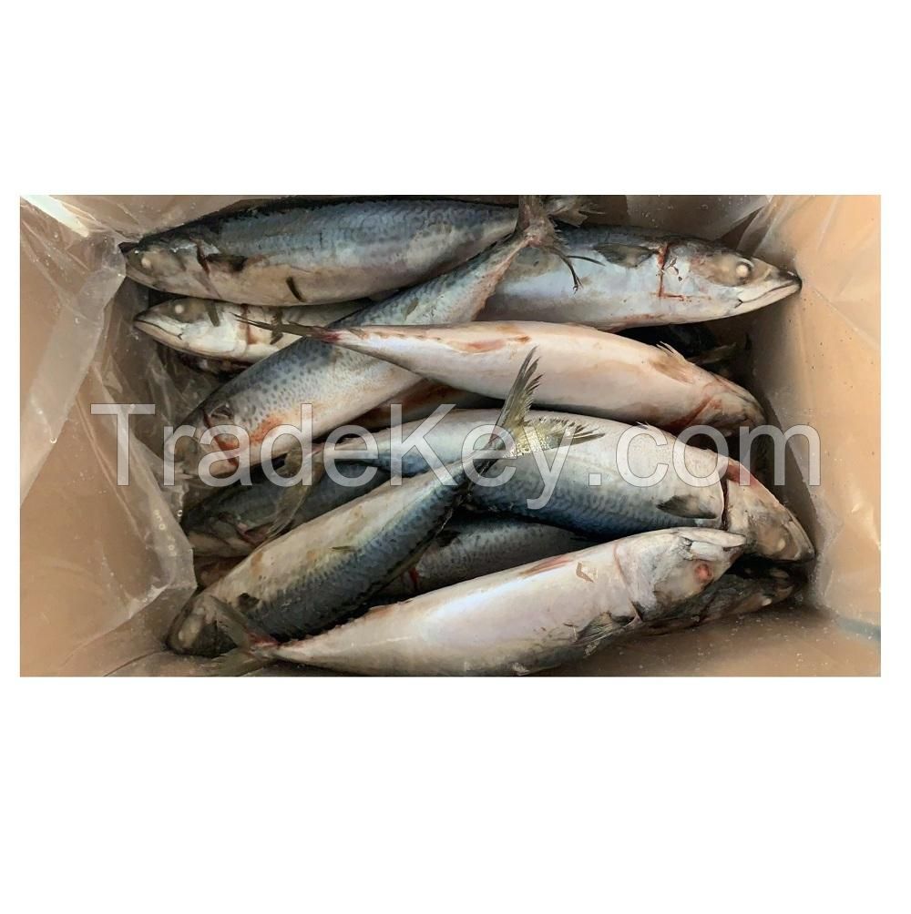 best service seafood fish 300-500g pacific fresh ship frozen mackerel horse fish in stock