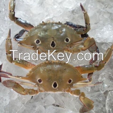 Alaskan King Crabs / Frozen King Crab Legs