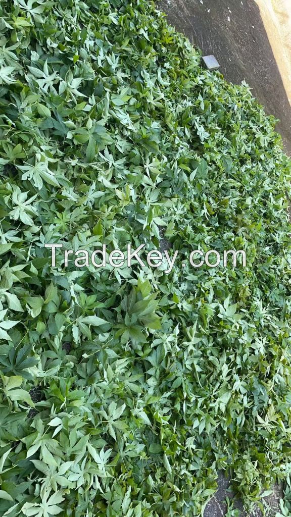 Raspberry Sweet Leaf Non-Toxic High Sweetness and Low Calorie Natural Sweetener Included Flavonoid, Tea Polyphnol and Rubusoside