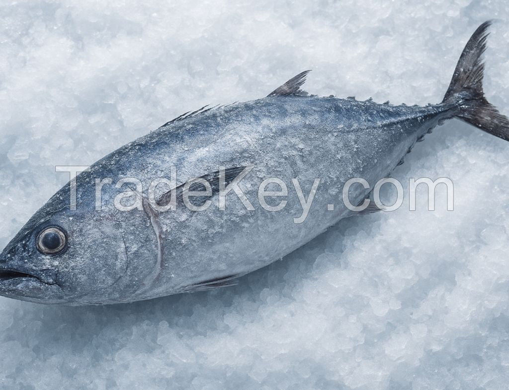 frozen skipjack tuna