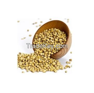 dried coriander seed organic coriander seeds mustard flavor mixed kitchen seasoning for sashimi and sushi green split coriander