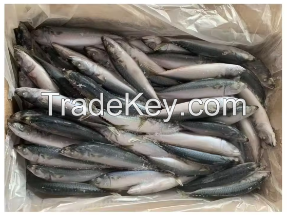 Full Of Healthy Spanish Mackerel Frozen Fish