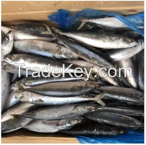 Full Of Healthy Spanish Mackerel Frozen Fish