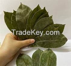 PURE SOURSOP LEAF HERBAL INFUSION TEA BAG FOR CLEAN LABEL IMMUNE SUPPORT