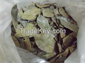 PURE SOURSOP LEAF HERBAL INFUSION TEA BAG FOR CLEAN LABEL IMMUNE SUPPORT