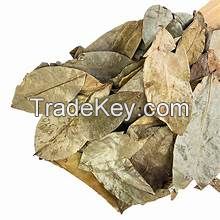 PURE SOURSOP LEAF HERBAL INFUSION TEA BAG FOR CLEAN LABEL IMMUNE SUPPORT