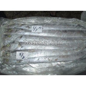 No Red Eye Frozen Ribbon Fish Available 