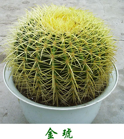 echinocactus grusonii