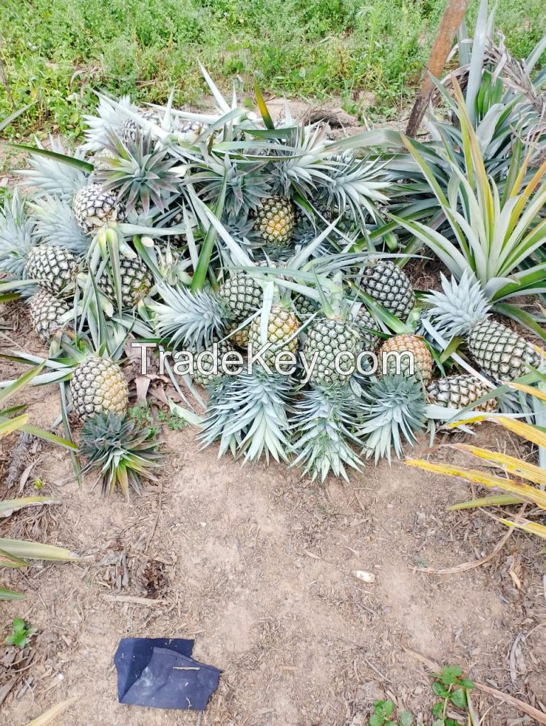 Fresh Pineapples