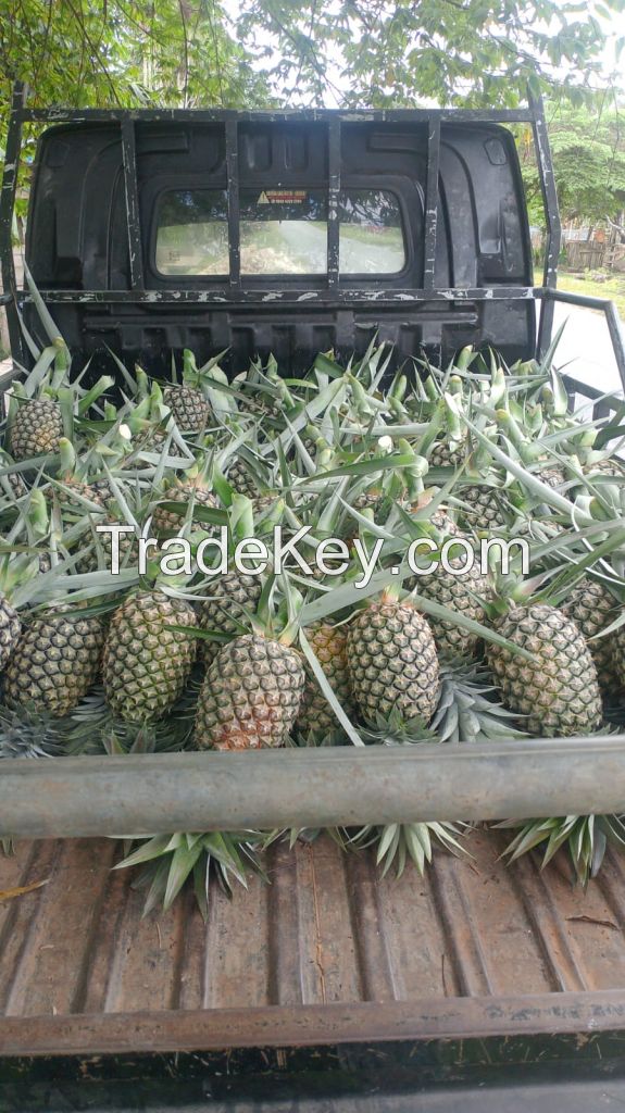 Fresh Pineapples