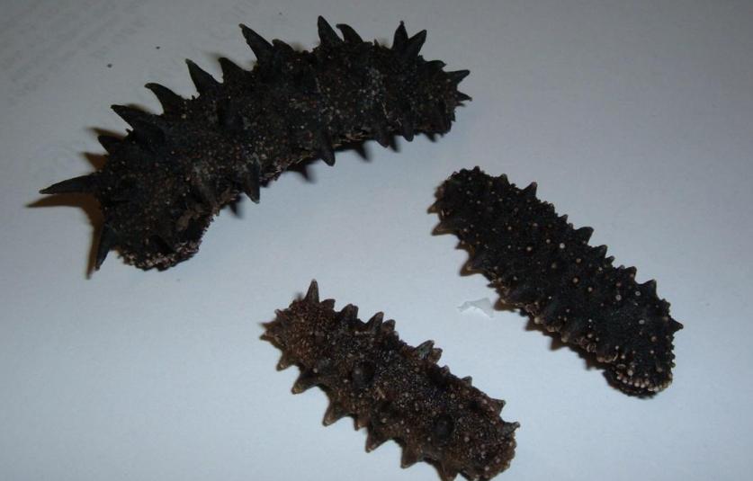 Dalian Sea Cucumber (Stichopus japonicus)