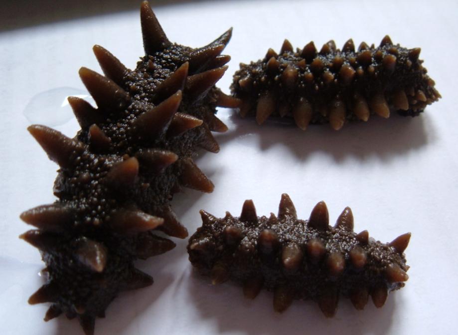 Sea Cucumber (Stichopus japonicus)