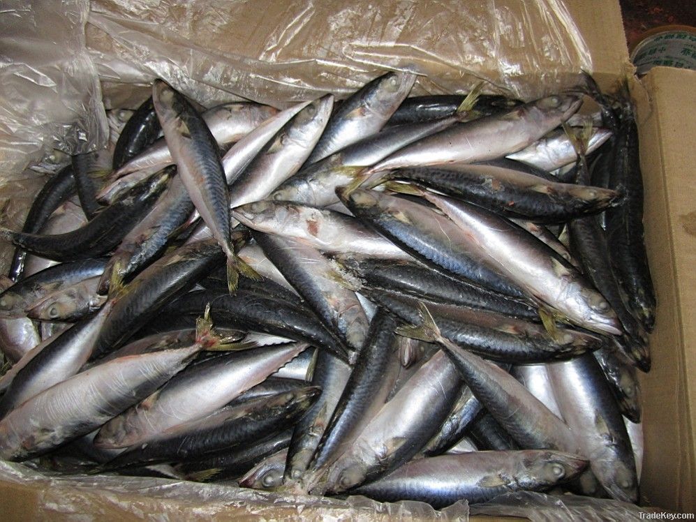 2011 NEW MACKEREL